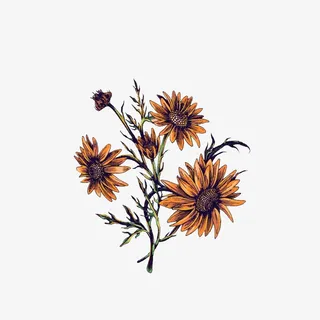 手绘菊花花束图片免抠