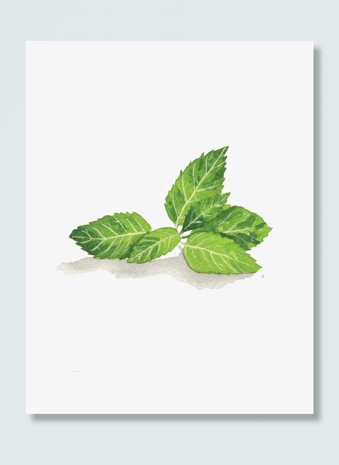 绿色叶片免抠