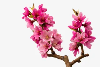 红色清新文艺桃花背景免抠免抠