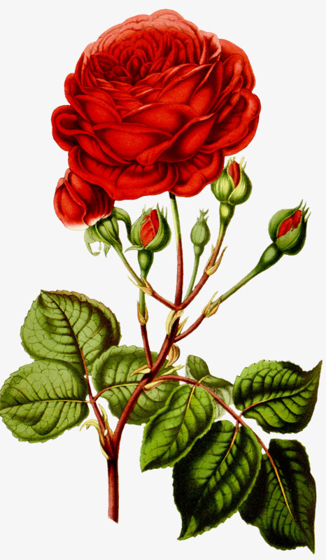 艳丽的花瓣免抠