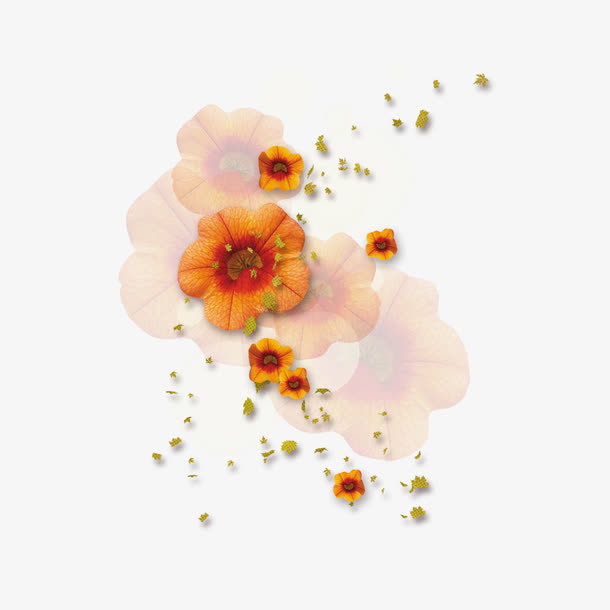 铁海棠鲜花免抠