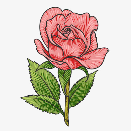 红色的玫瑰花免抠图免抠