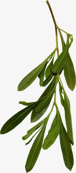 绿色春天树枝绿叶装饰免抠