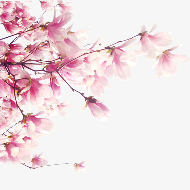 梅花免抠