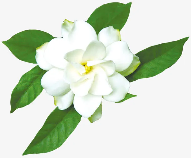 茉莉花朵白色茉莉免抠