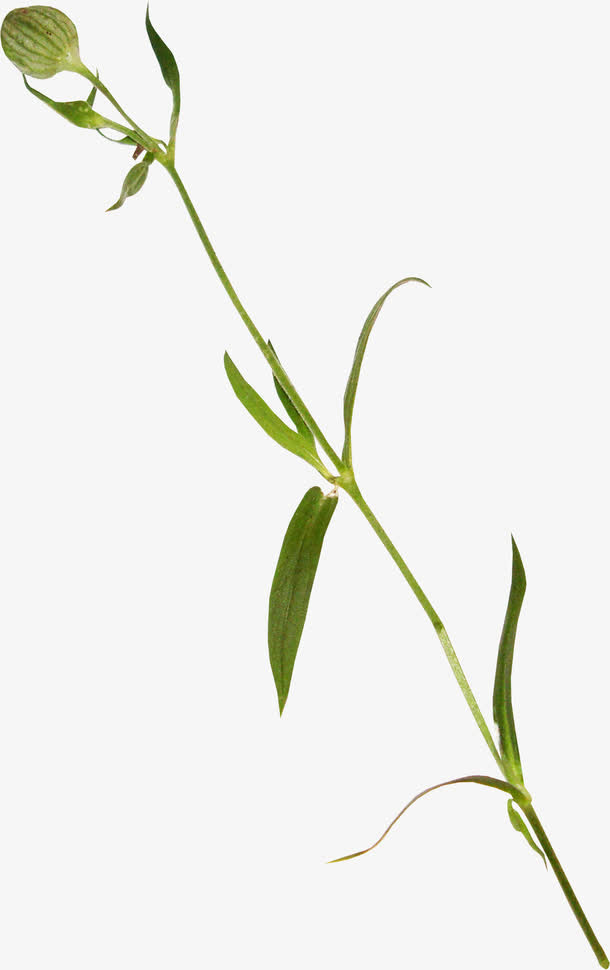 手绘树叶元素树叶底纹元素免抠