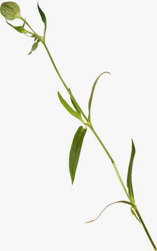 手绘树叶元素树叶底纹元素免抠