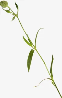 手绘树叶元素树叶底纹元素免抠 手绘树叶元素树叶底纹元素免抠