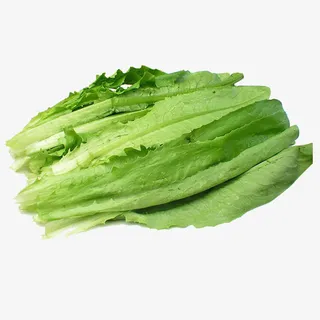 油麦菜png免抠图片素材免抠