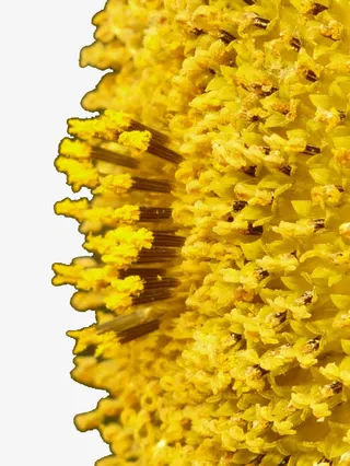 金黄油菜花免抠