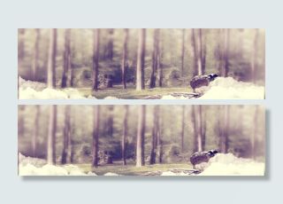 原始森林背景高清