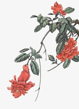 手绘的花朵免抠