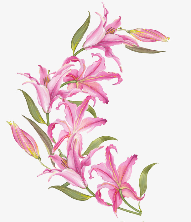 手绘粉色百合花装饰免抠