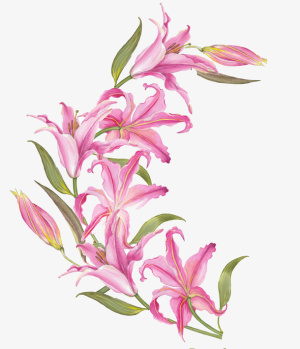 手绘粉色百合花装饰免抠