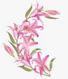 手绘粉色百合花装饰免抠 手绘粉色百合花装饰免抠