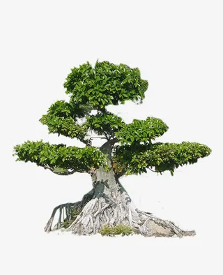 景观迎客树免抠