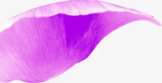 创意海报手绘花朵免抠