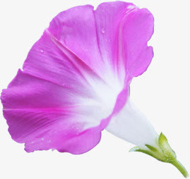 紫色鲜花牵牛花美景免抠