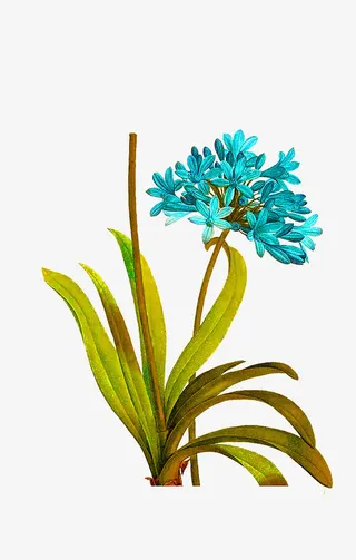 蓝色的小花免抠