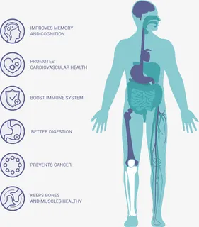 人体结构分析图矢量免抠