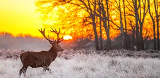 鹿 森林 草地 夕阳高清