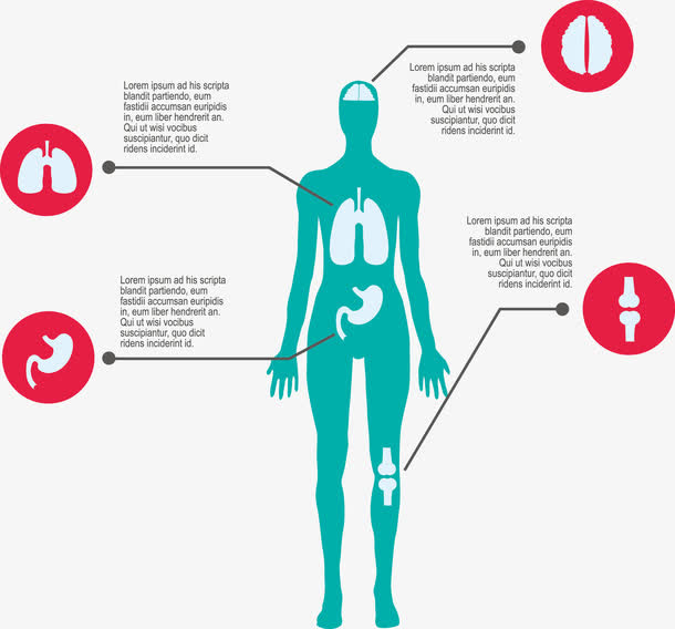 人体结构矢量免抠