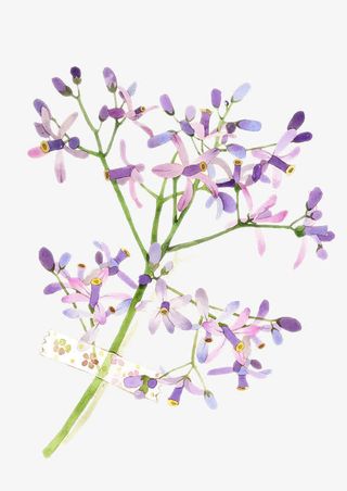 二十四番花信风-谷雨- 三候楝花免抠