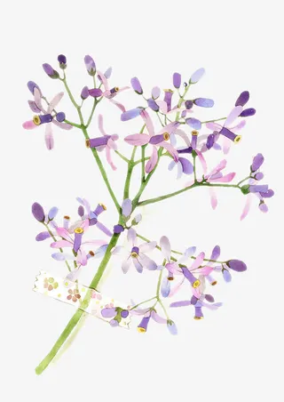 二十四番花信风-谷雨- 三候楝花免抠