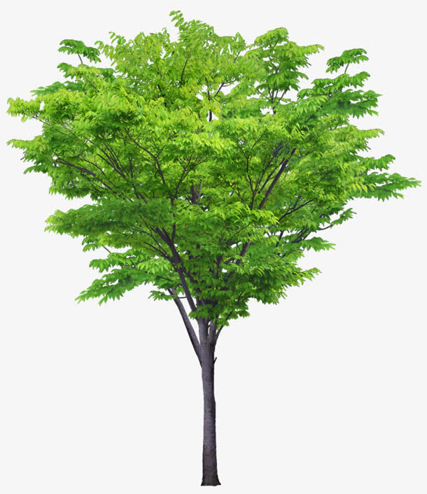 郁郁葱葱的树木免抠