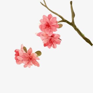 桃花盛开素材图片免抠