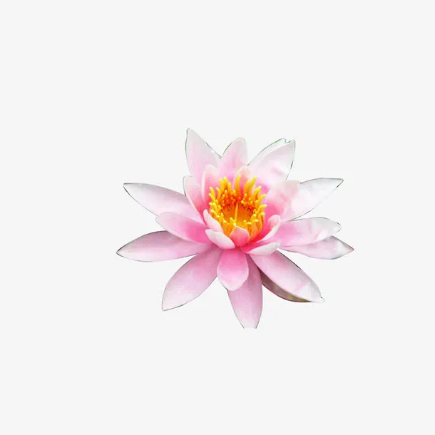 荷花素材免抠