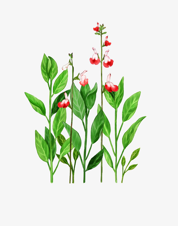 文艺清新花草花环海报设计装饰免抠