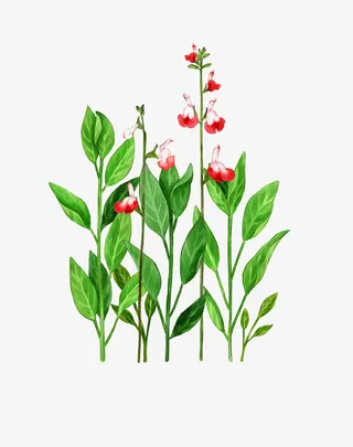 文艺清新花草花环海报设计装饰免抠