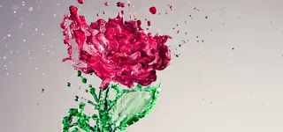 花卉背景图高清