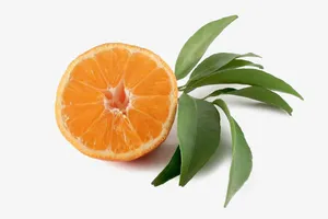 橙子免抠