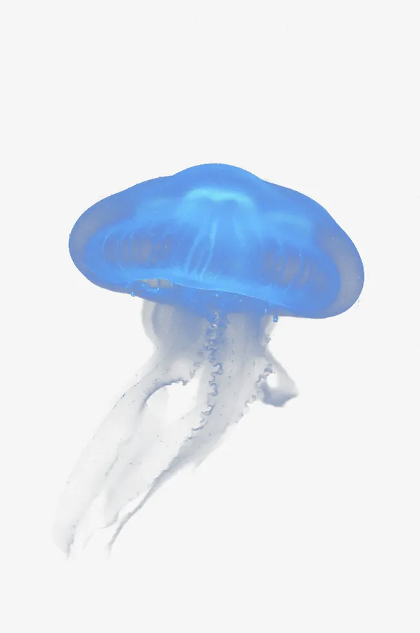 梦幻水母真实海底生物免抠