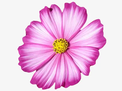 蓝色花瓣 黄色花蕊png素材免抠