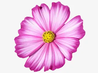 蓝色花瓣 黄色花蕊png素材免抠