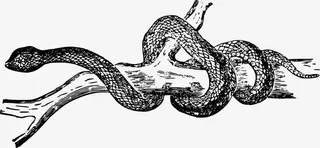 树枝上缠绕的蛇矢量图免抠