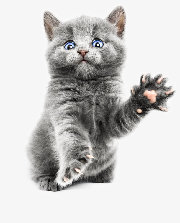 招手的小猫咪免抠