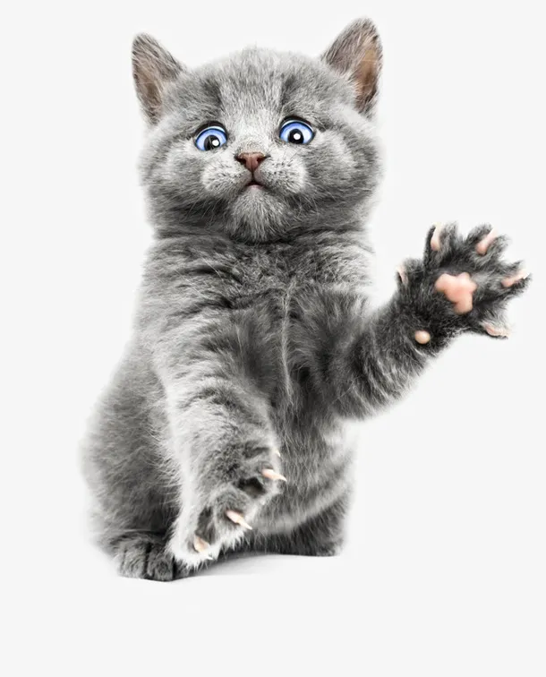 招手的小猫咪免抠