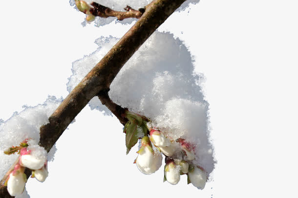 雪压梅枝免抠