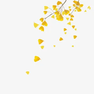 实物秋天主题银杏叶落叶免抠