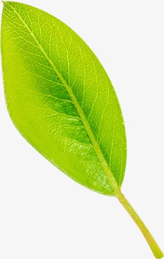 一片绿叶免抠