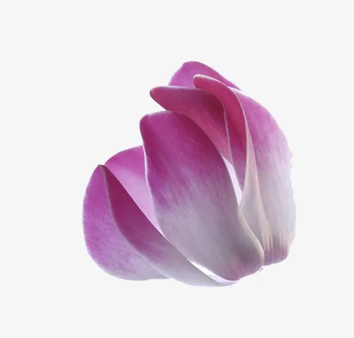 玉兰花瓣免抠