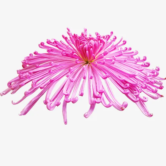 紫色菊花免抠
