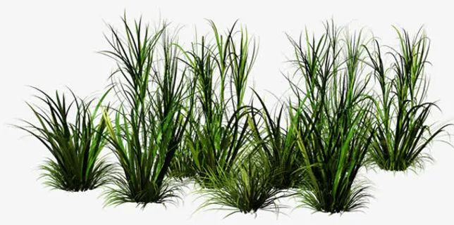 一簇一簇的小草png素材免抠 一簇一簇的小草png素材免抠