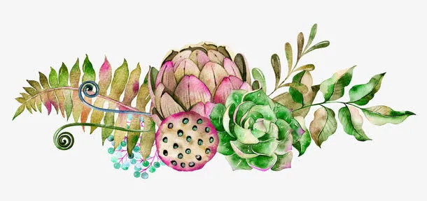 水彩多肉植物装饰图案免抠