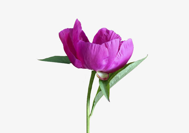 花免抠