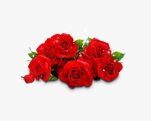 玫瑰花免抠